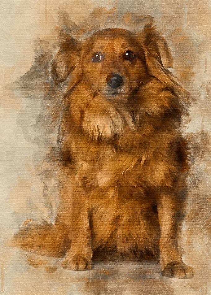 Crossbreed dog 6 years old