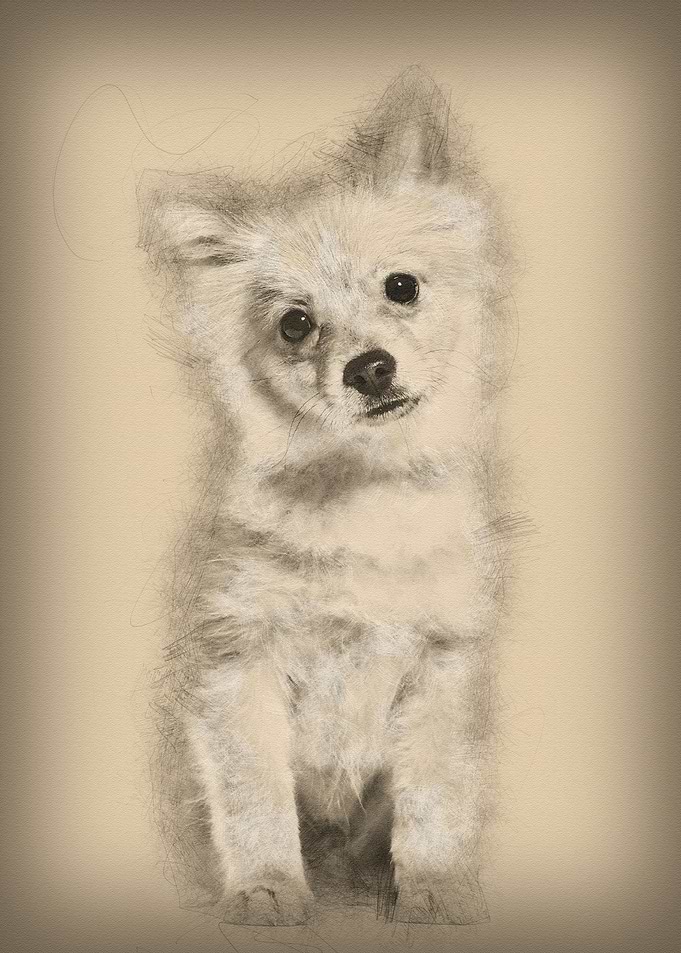 Pomeranian puppy 5 months