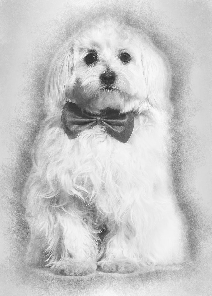 Maltese in bow tie against