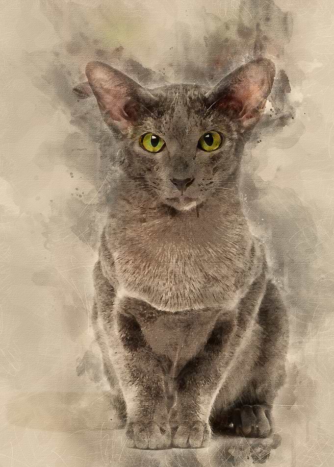 Oriental Shorthair portrai
