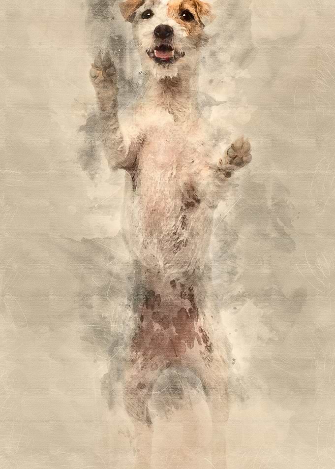 Parson Russell Terrier sta