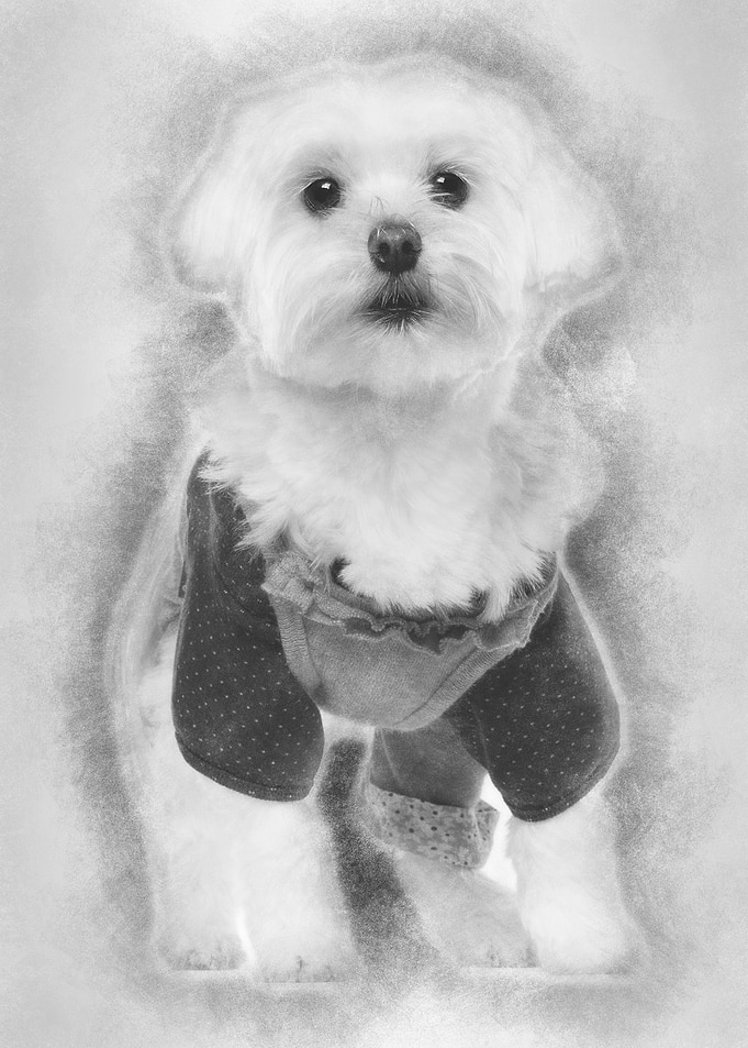 Maltese dressed up 3 years