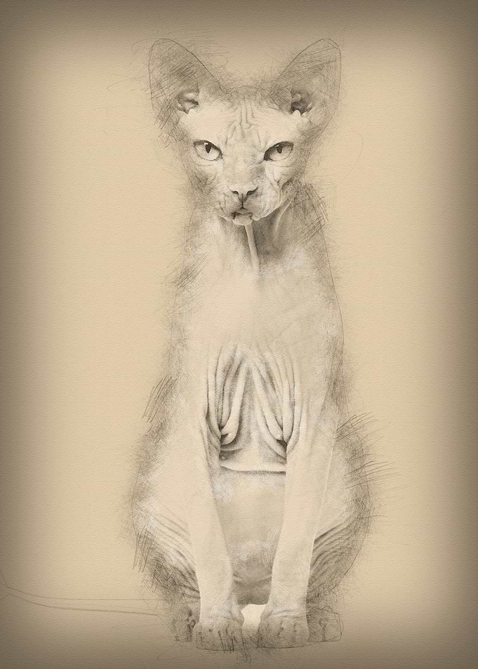 Sphynx Hairless Cat 4 year