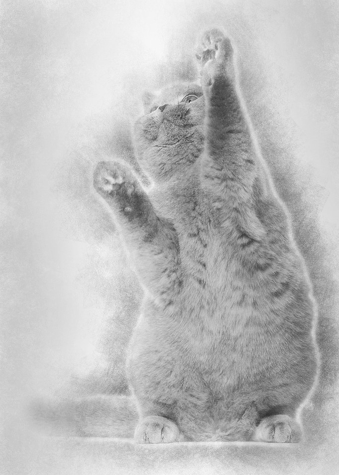 British Shorthair cat 5 mo