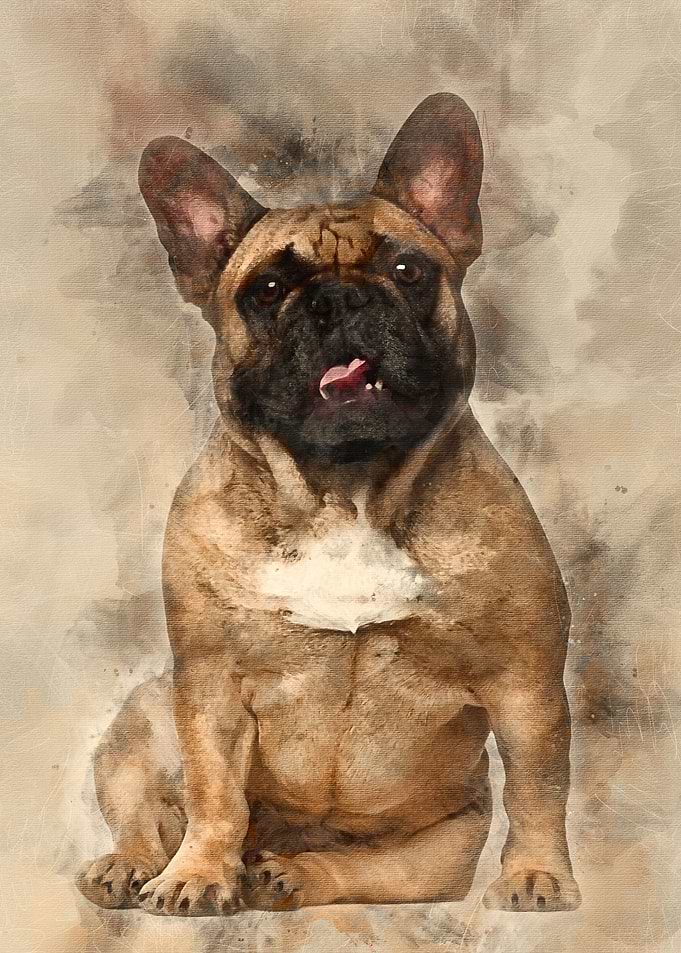 English Bulldog puppy 2 an