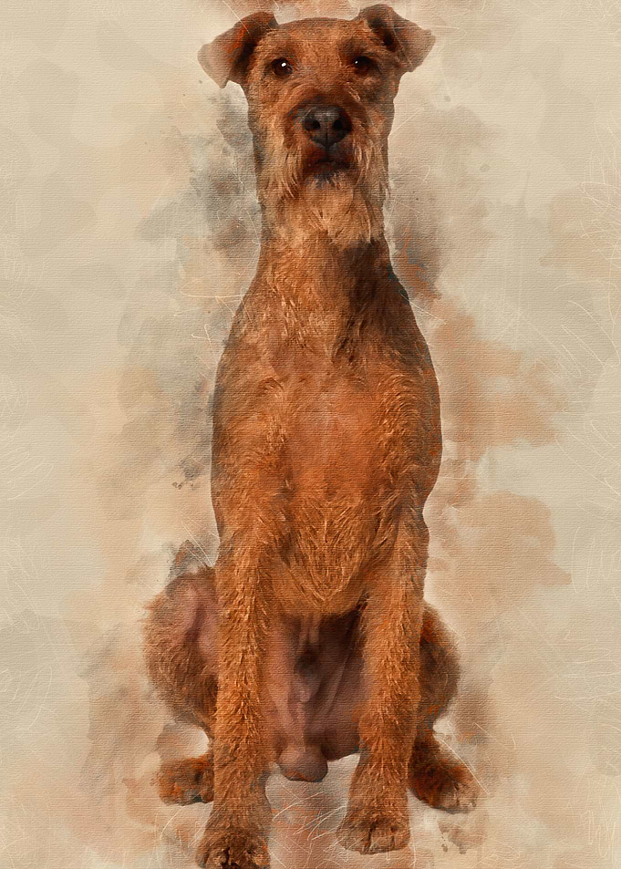 Irish Yerrier dog 3 years