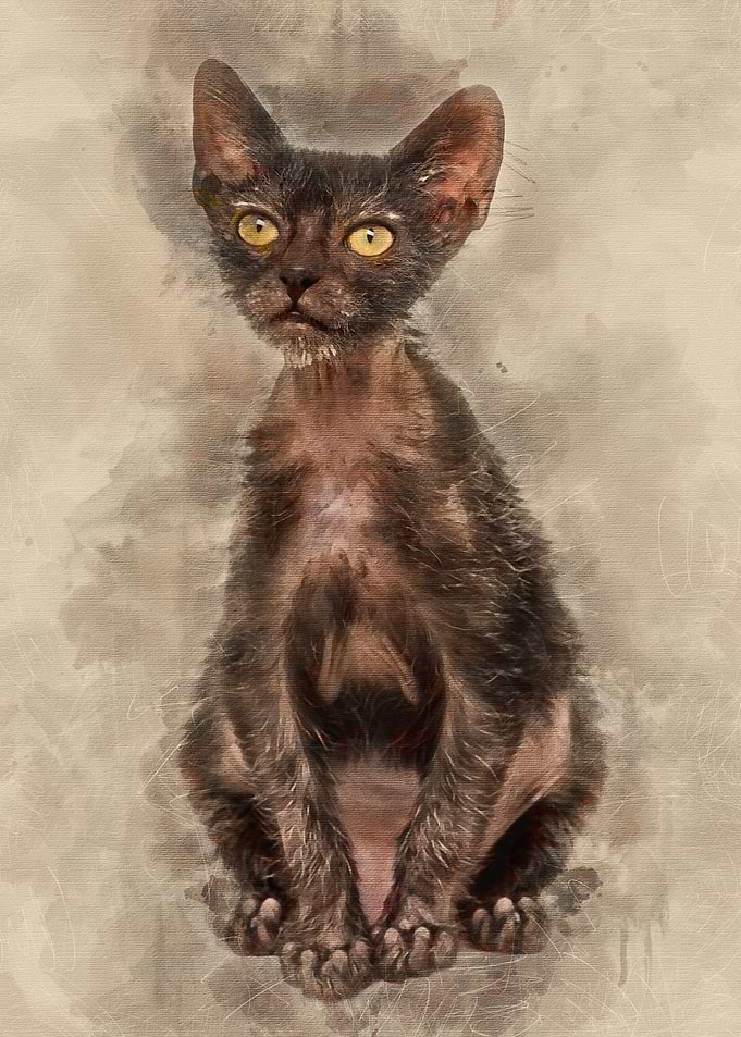 Kitten Lykoi cat 3 months