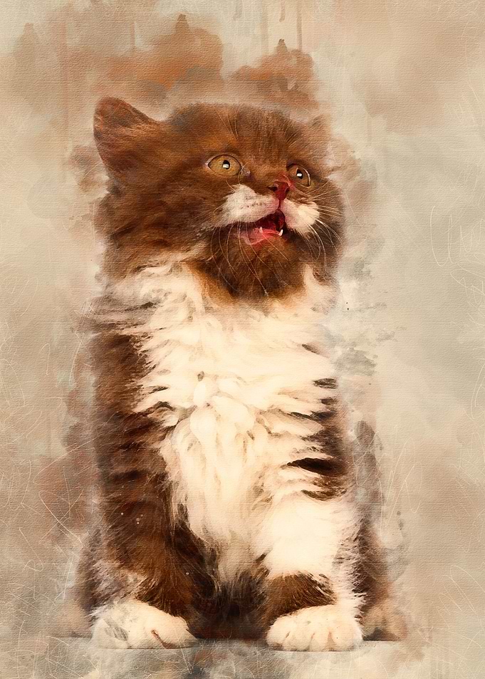 British Longhair kitten 6