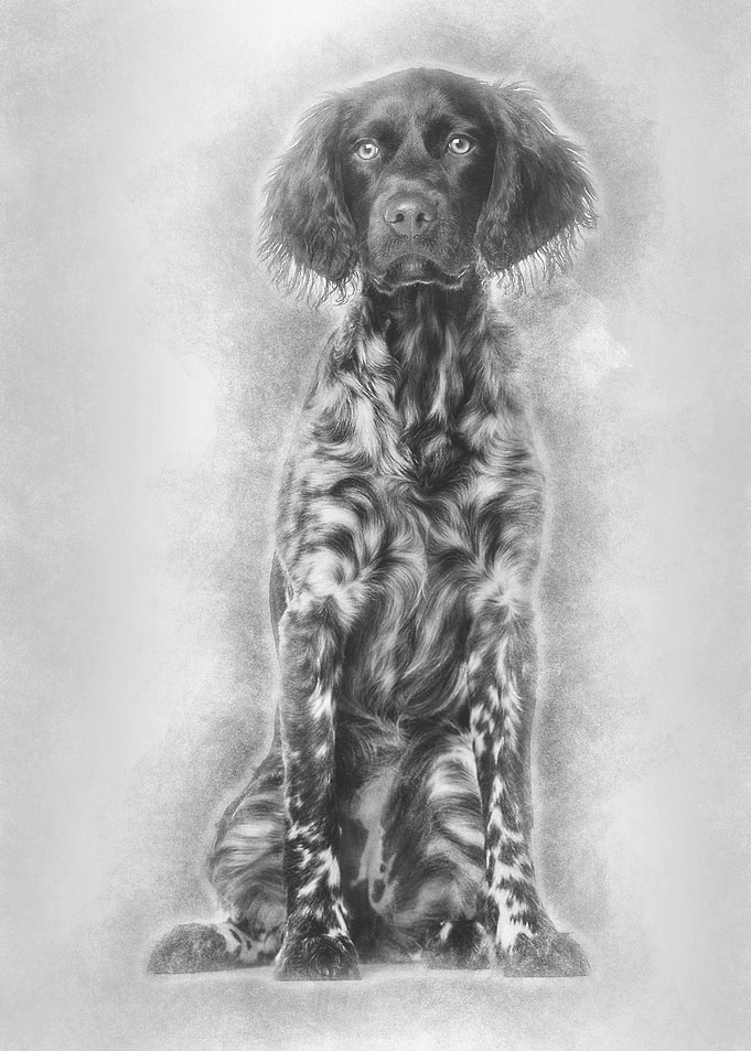 Munsterlander dog 9 month