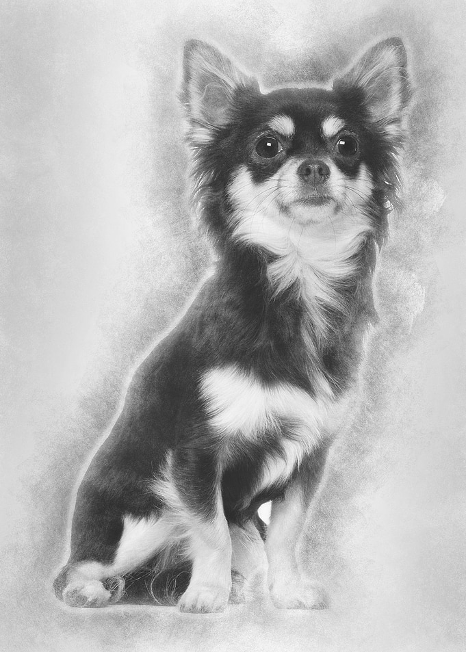 Chihuahua 1 year old sitti