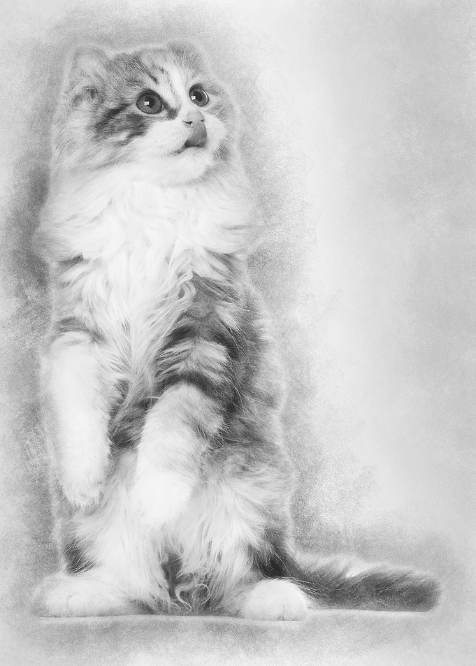 American Curl kitten 3 mon