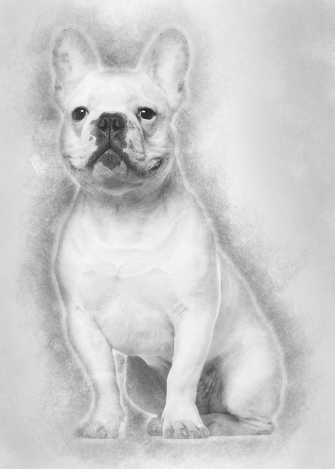 French Bulldog 7 months ol
