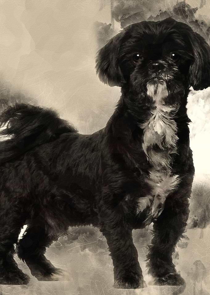 Shih Tzu standing