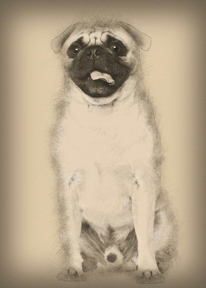 Pug 3 years old sitting ag
