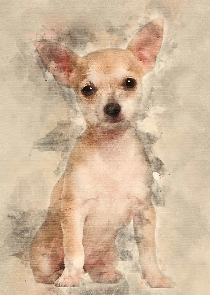 Chihuahua puppy 3 months o