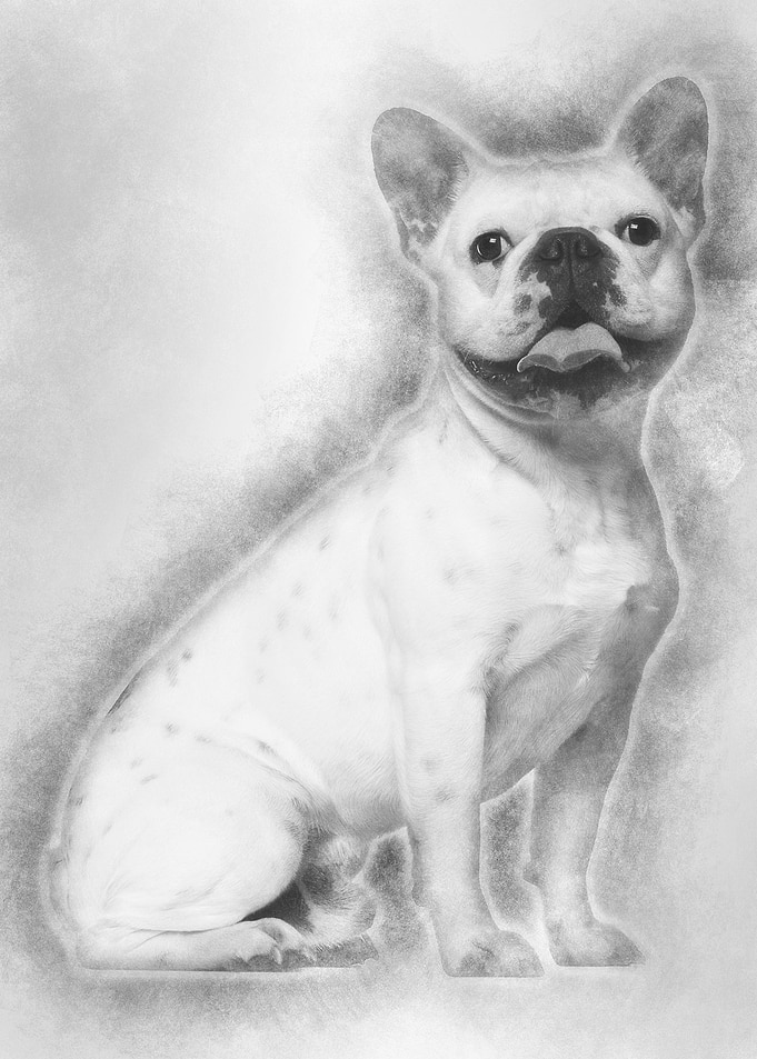 French Bulldog 2 years old