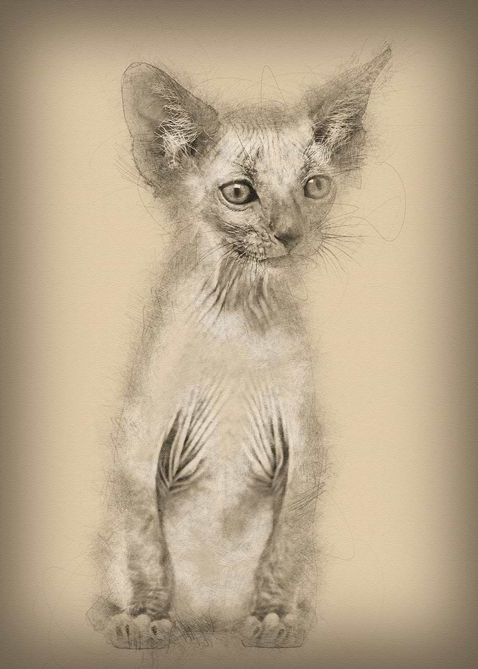 Kitten Lykoi cat 7 weeks o