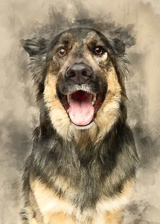 beautiful dog isolated on