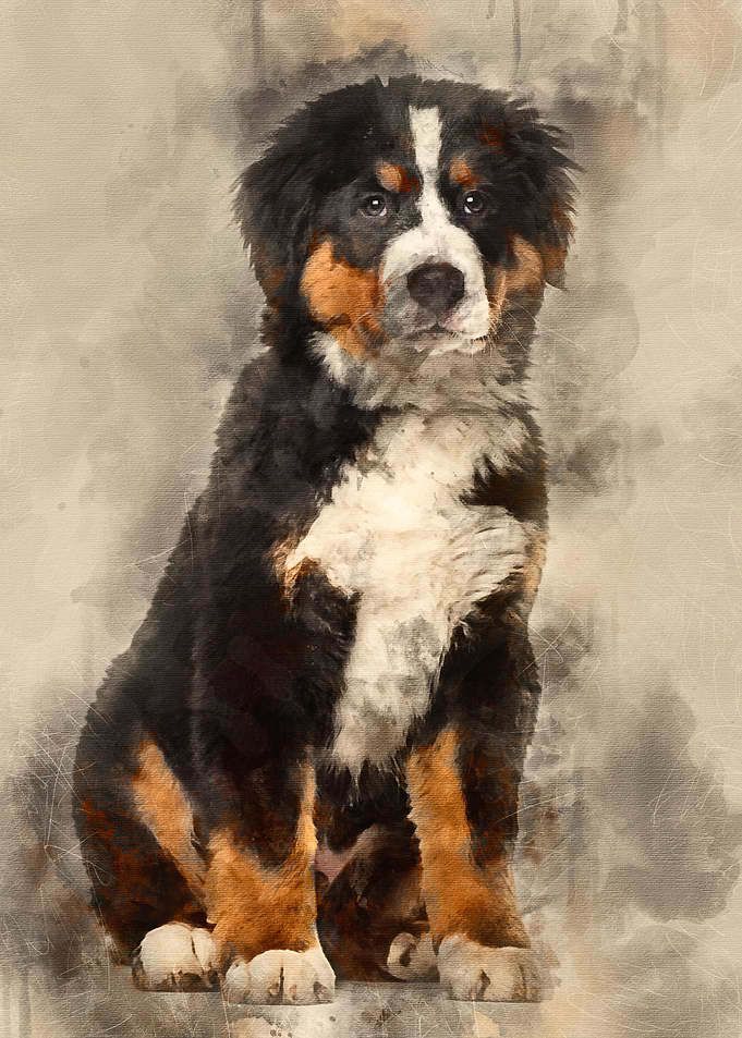Bernese Mountain Dog 4 mo