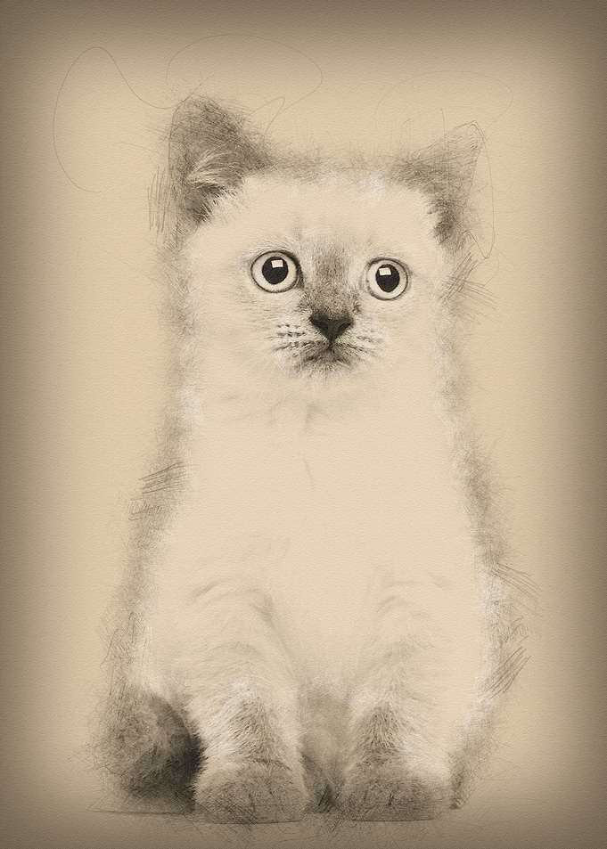 Portrait of British Shorth