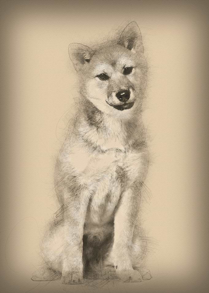 Shiba Inu dog sitting agai