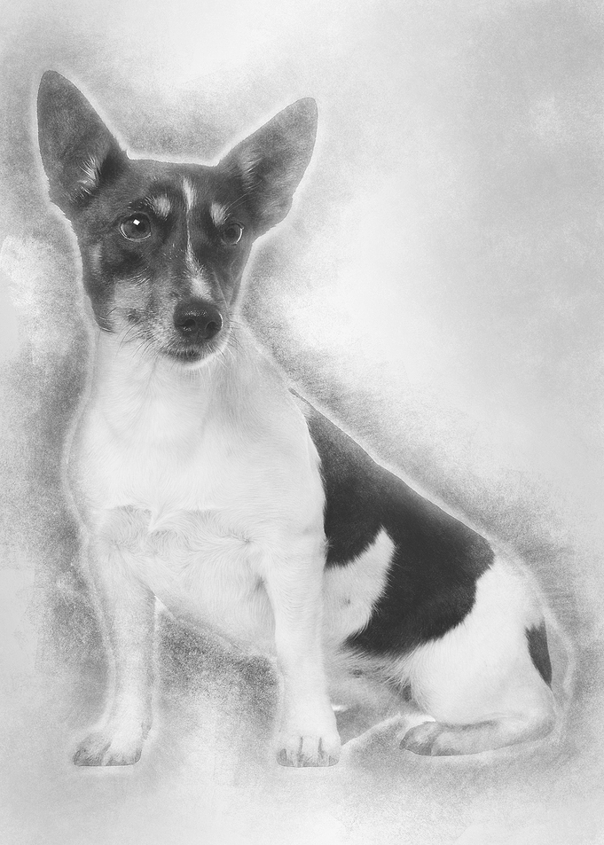 Jack Russell Terrier 5 yea