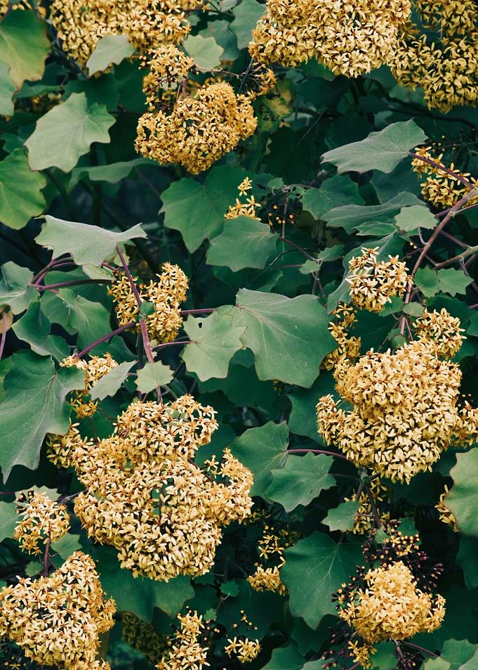 Yellow Flowers I