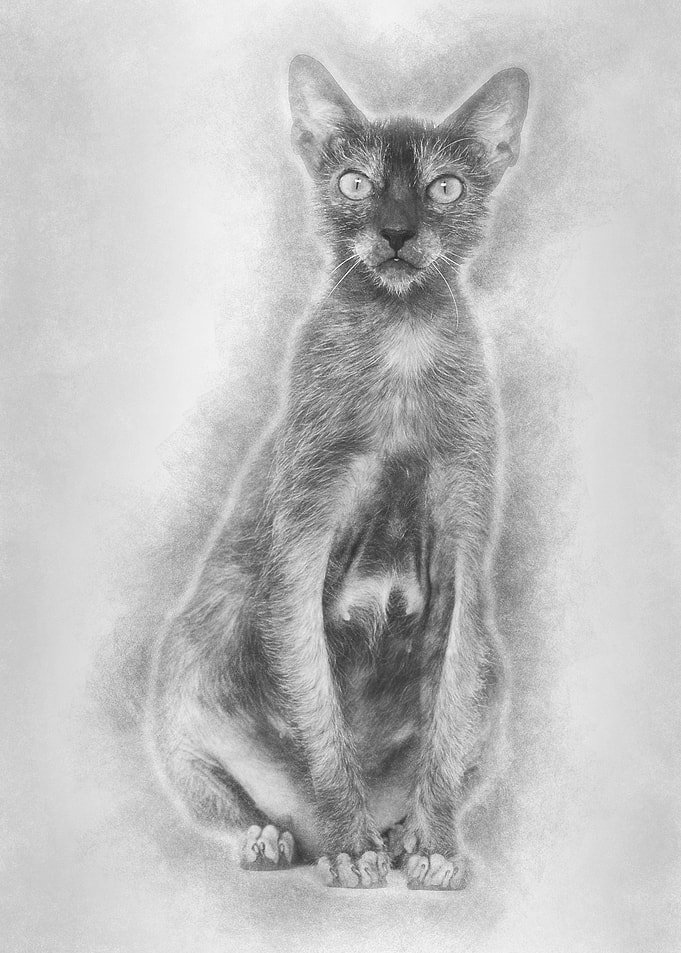 Lykoi cat also called the