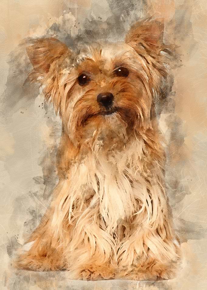 Yorkshire Terrier sitting