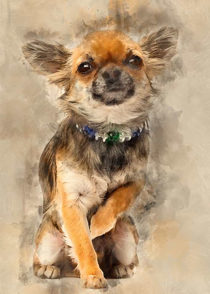 Chihuahua sitting and look