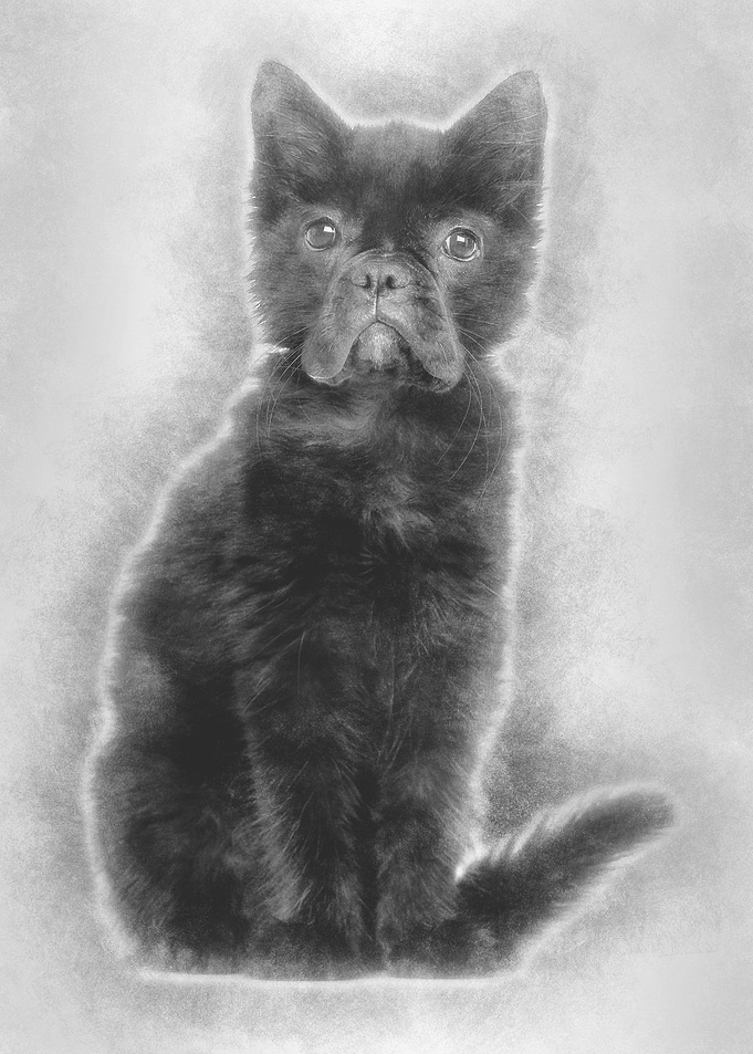 Black kitten with French B