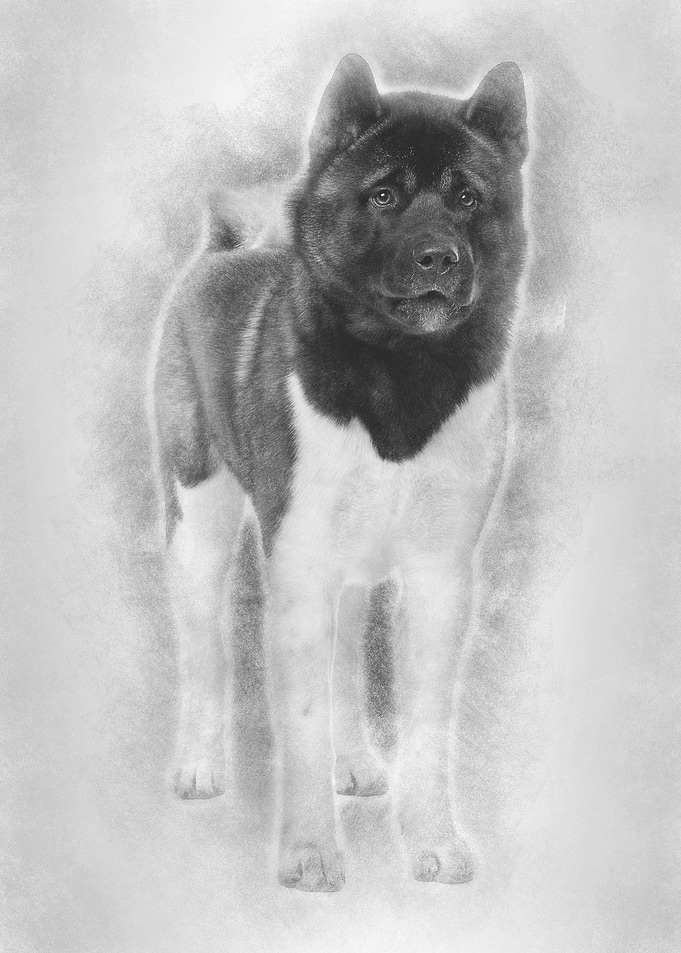 Akita Inu 16 months old st