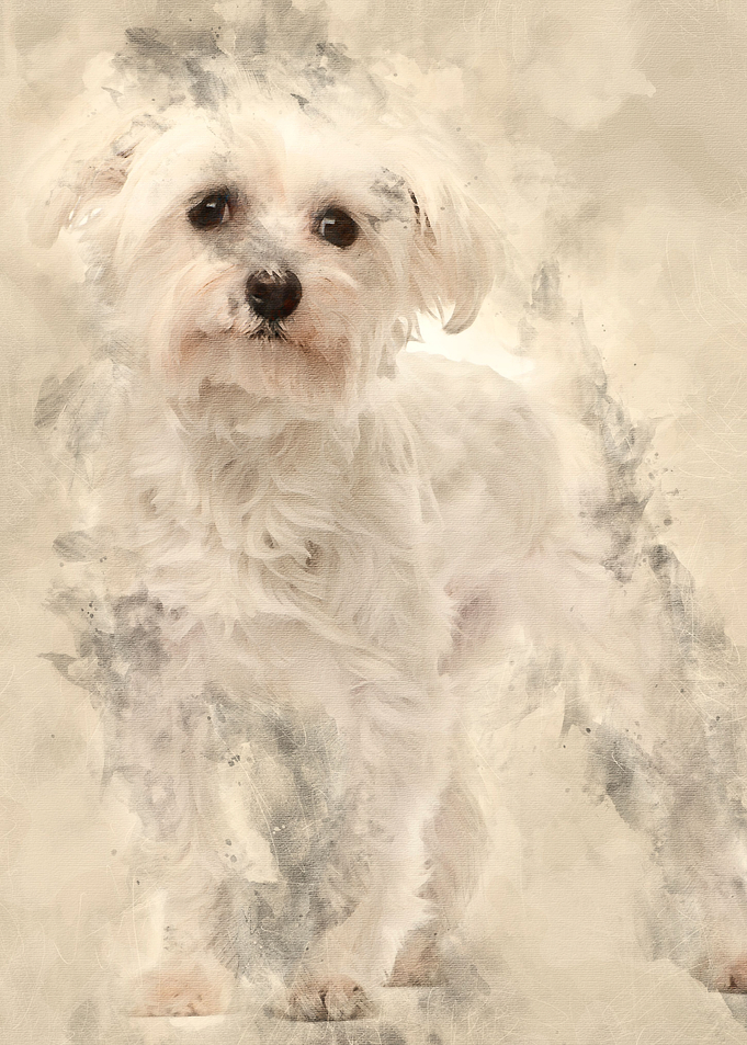 Maltese 1 year old standin