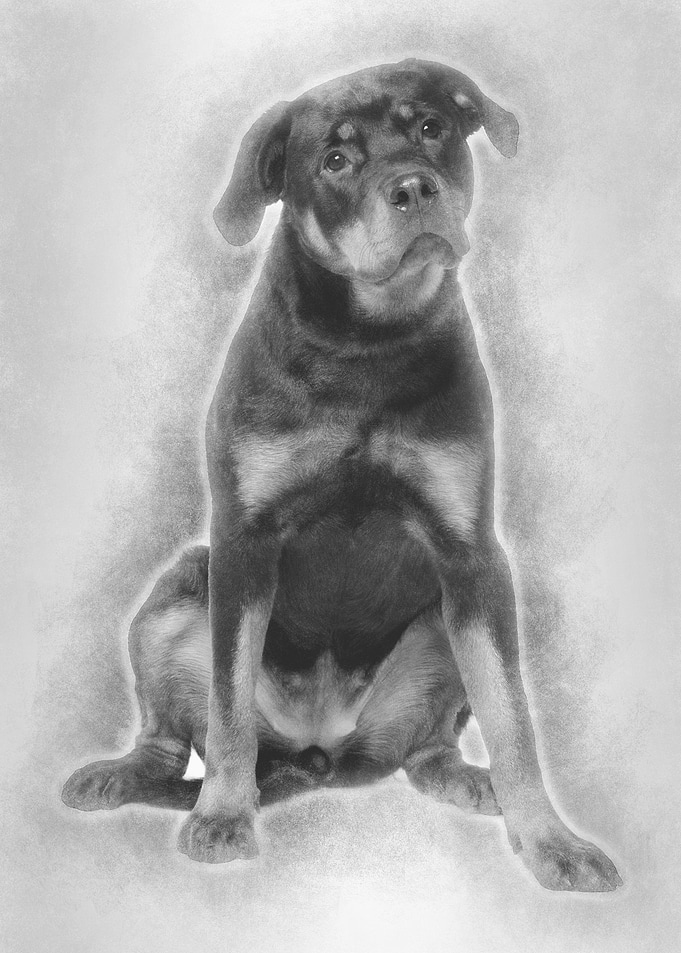 Doberman 15 months old sit