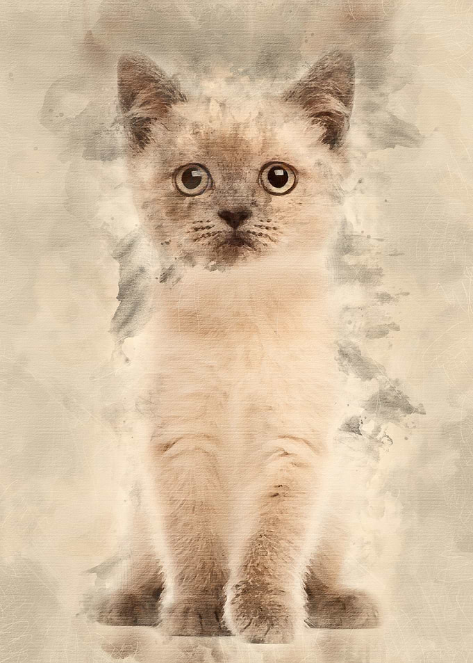 Portrait of British Shorth