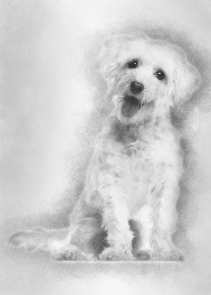 Maltese dog 3 years old si