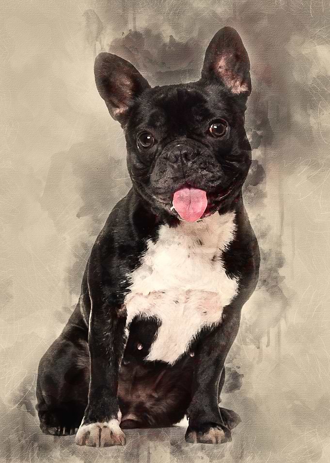 French Bulldog 15 years