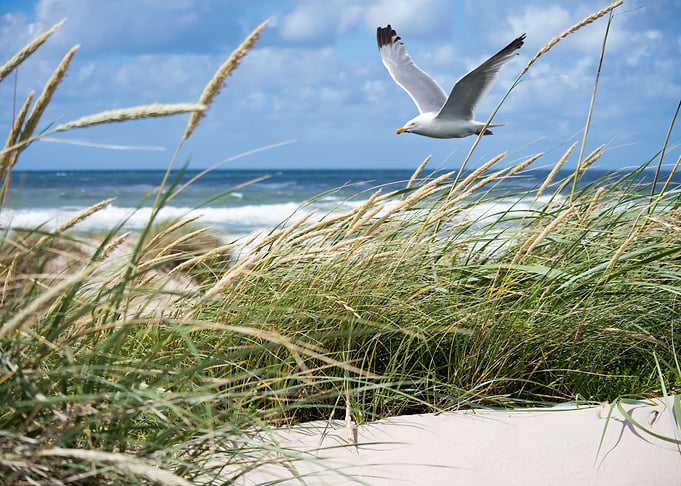 Dunes