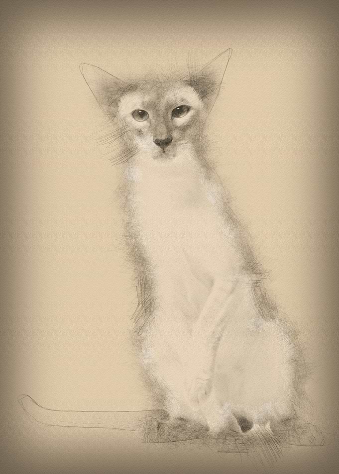 Siamese cat portrait again