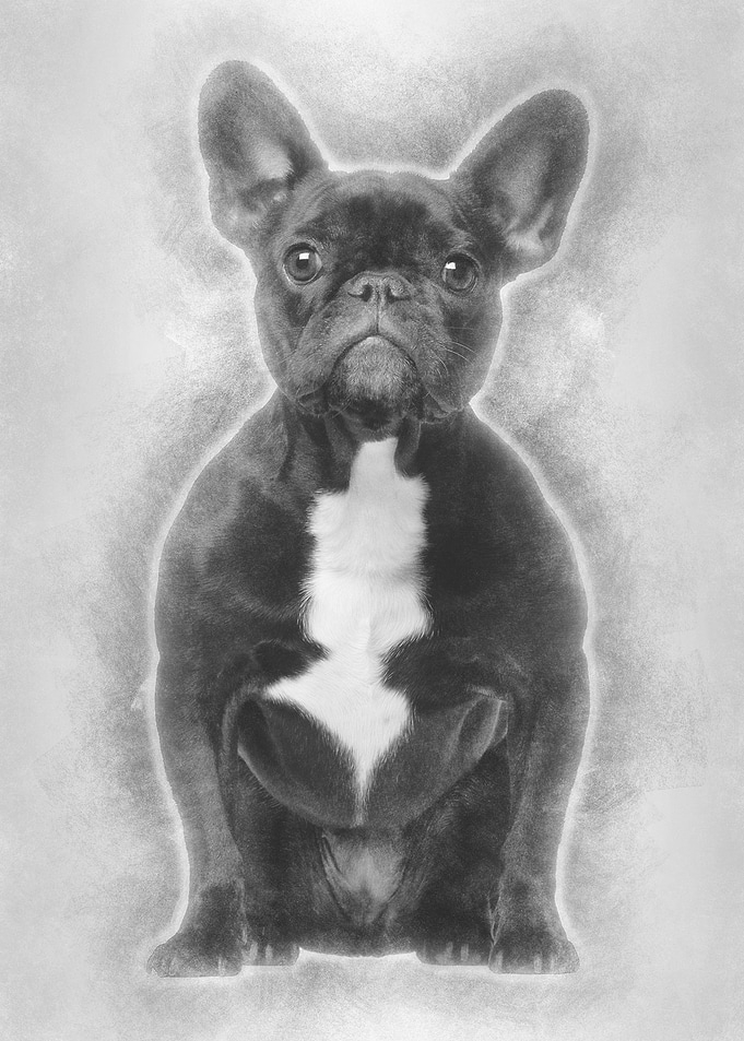 French bulldog 3 years old