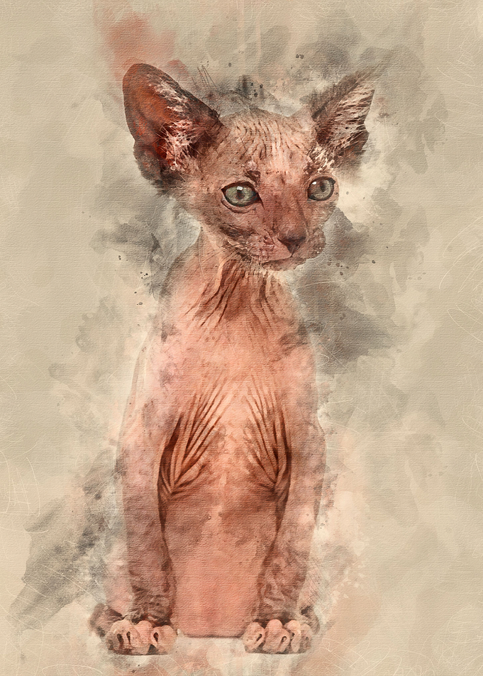 Kitten Lykoi cat 7 weeks o