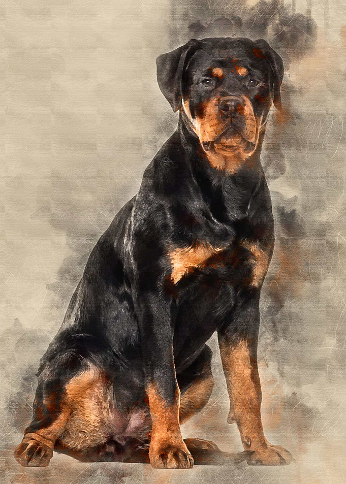 Rottweiler dog sitting aga
