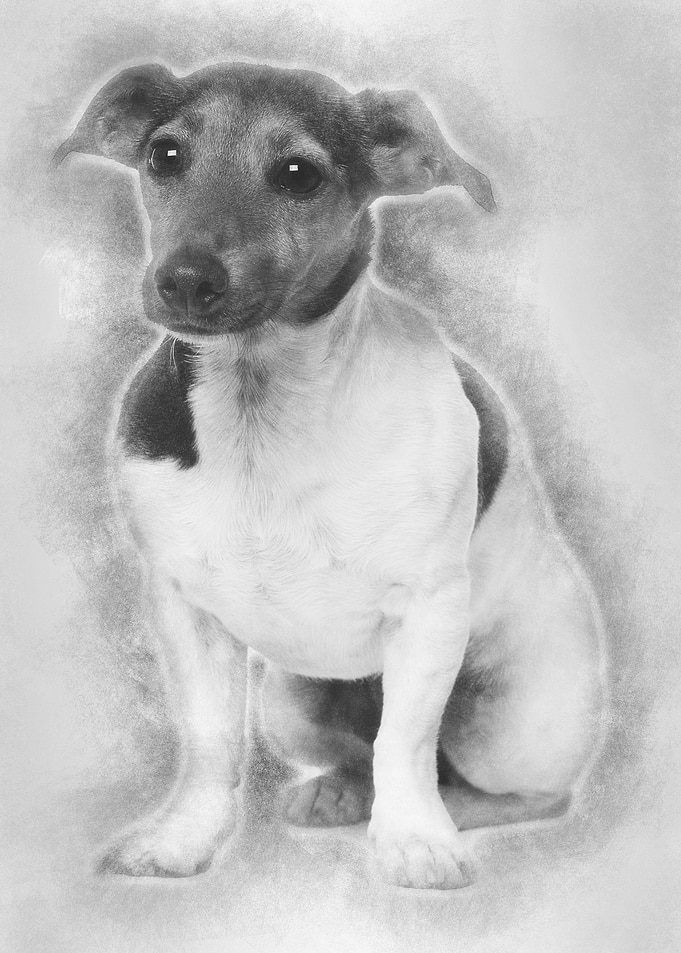 Jack Russell Terrier 4 yea