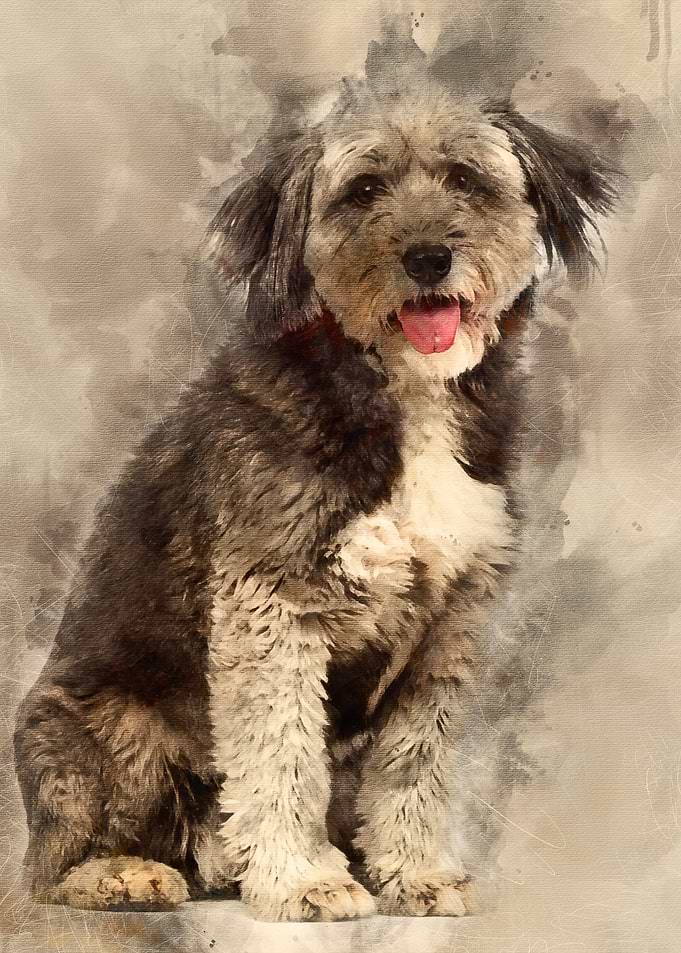 Crossbreed 4 years old sit