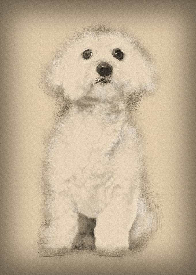 Maltese dog 2 years old si