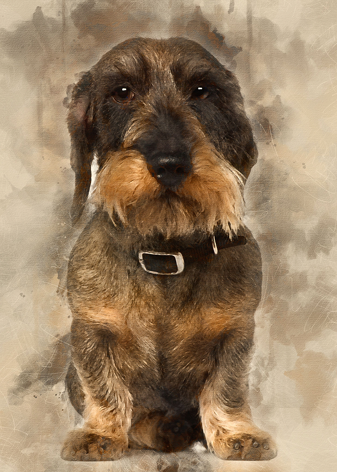 Dachshund 4 years old sitt