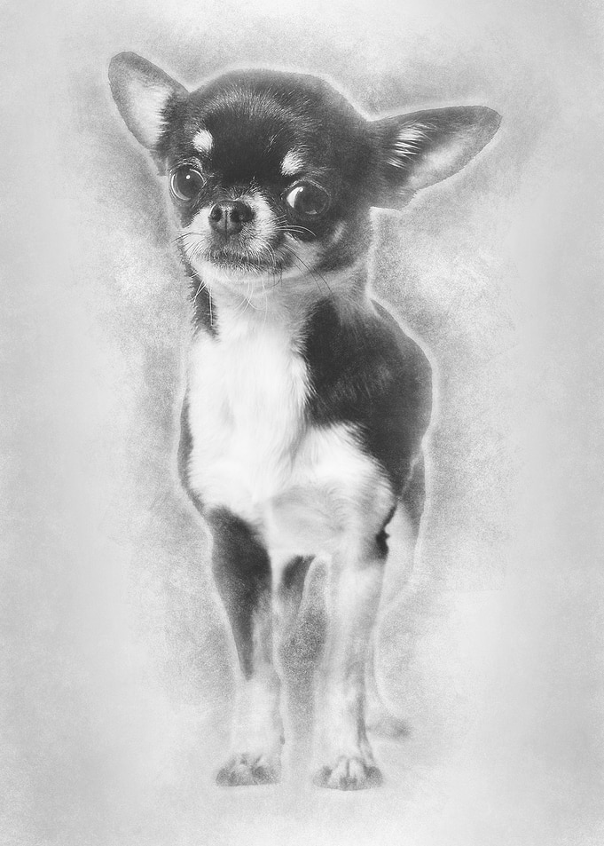 Chihuahua dog 3 years old