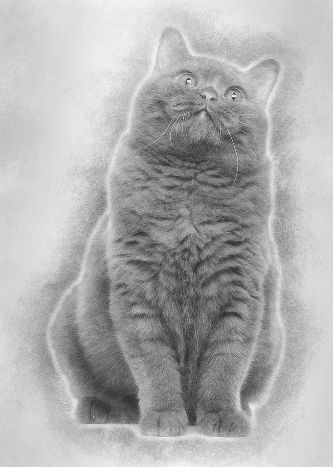 British Shorthair 20 month