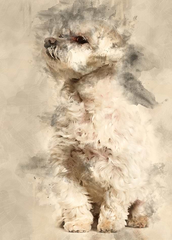 Maltese dog sitting agains