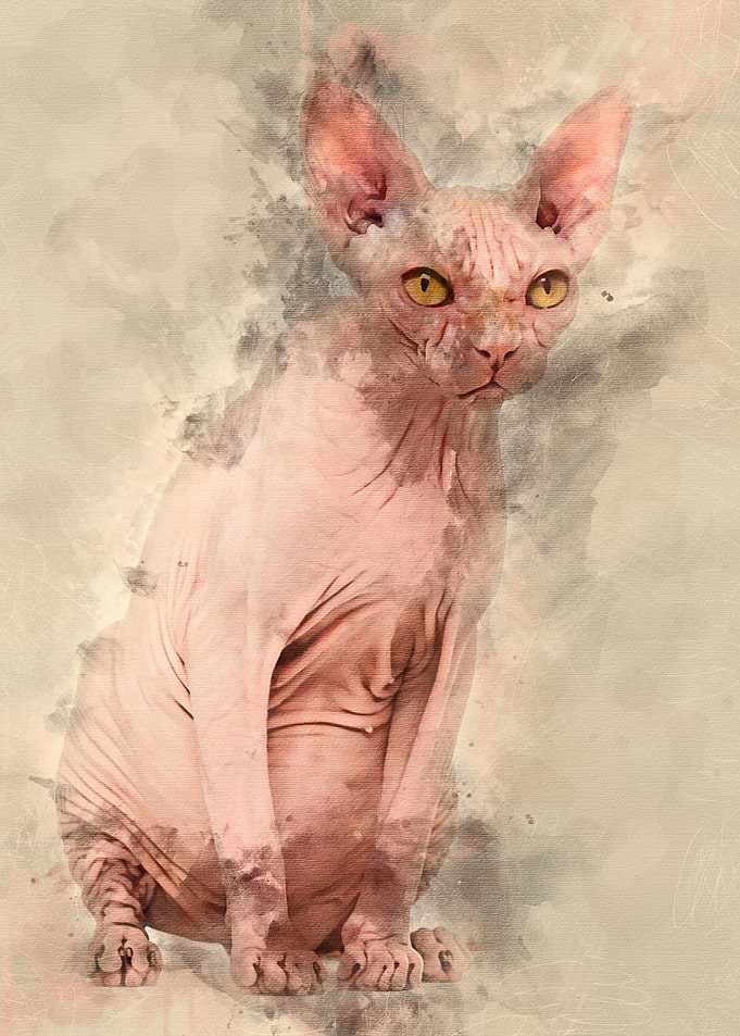 Sphynx 4 years old against